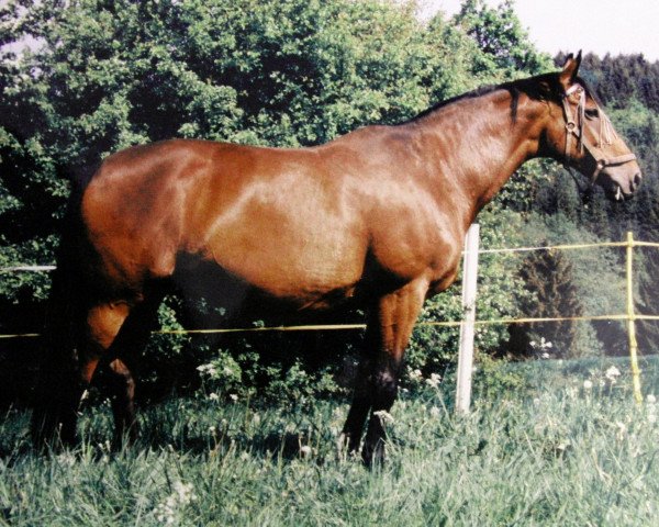 broodmare Anatevka (Hanoverian, 1984, from Augustinus xx)