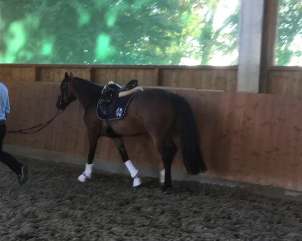 Video von Nils das Pony