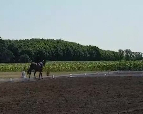 Video of Der Checker 2