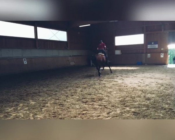Video of Calissi
