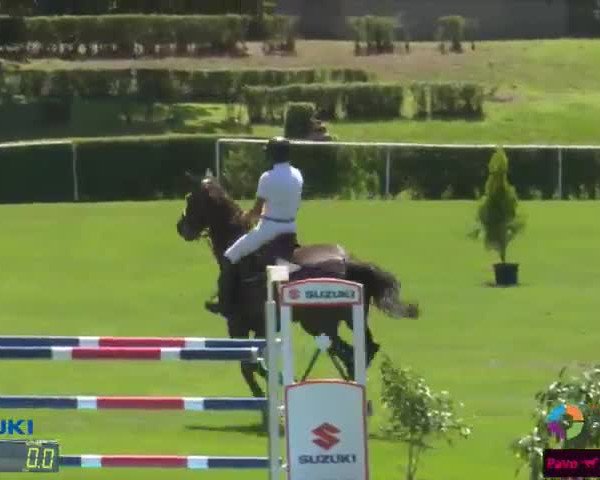 Video von Cathirana Blue