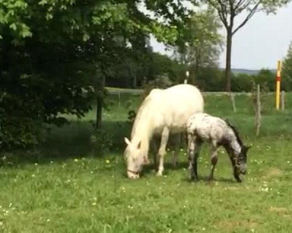 Video von Raffelsbrander Confetti