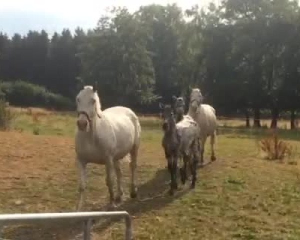 Video von Raffelsbrander Confetti