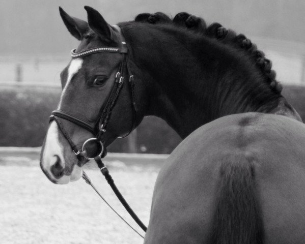 dressage horse Don Vito Corleone (Oldenburg, 2001, from De Niro)