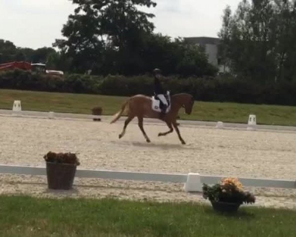Video von Baumann's Dexter