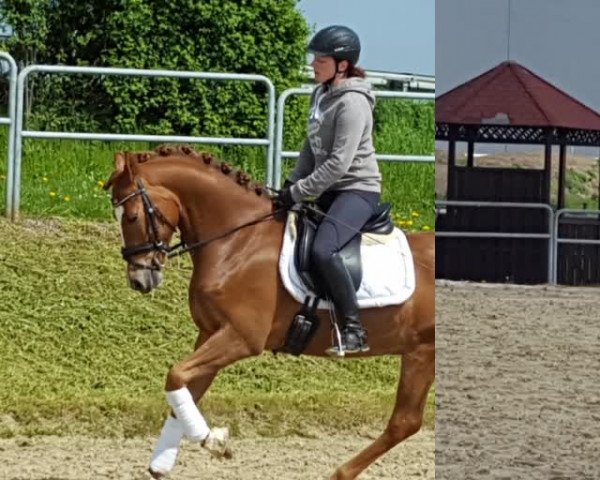 Video von Pony Percy