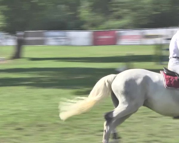 Reitturnier Wil 2018