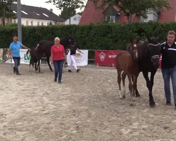 Video von Veneziano