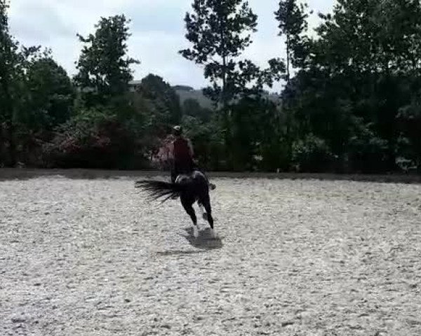 Video von Diamantino 8