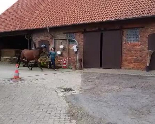 Video of Lacoon
