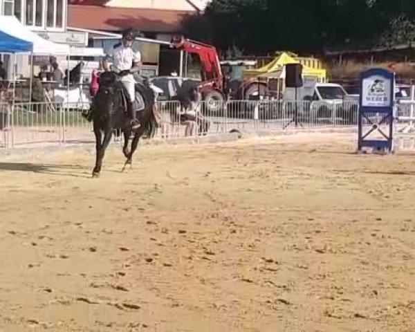Reitturnier Aach-Hohensonne 2018