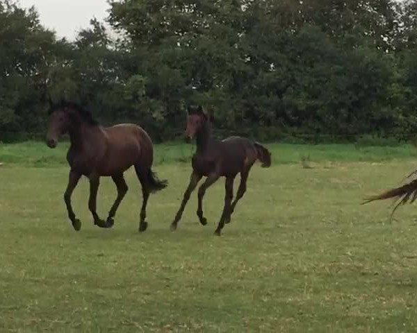Video von Bella B