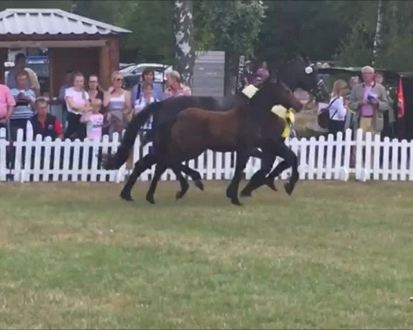 Video of Borlotti