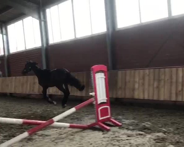 Video of Fiamara