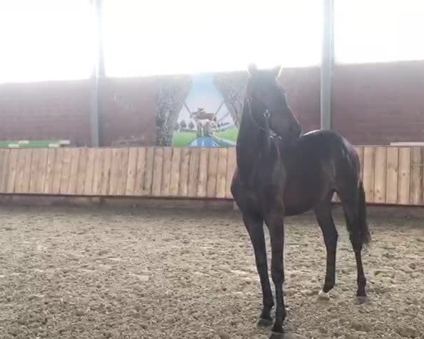 Video of Fiamara