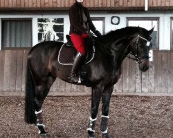 dressage horse Sansibar 107 (Hanoverian, 2008, from Sir Donnerhall I)