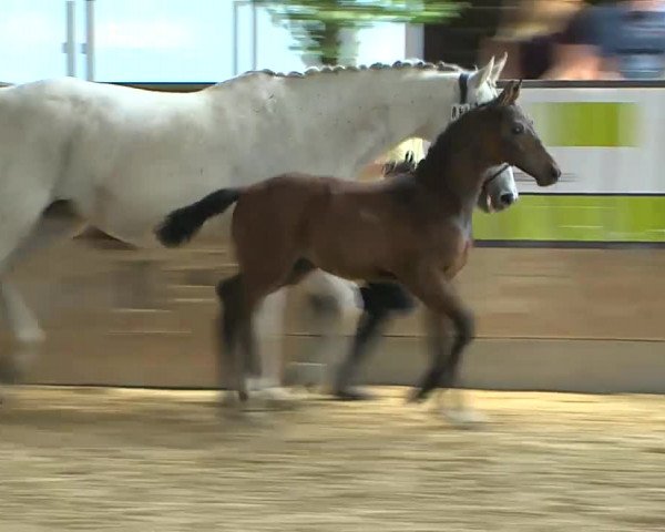 Video of Garino 18