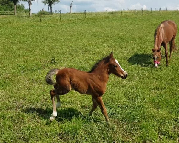 Video of Mein kleiner Freund W