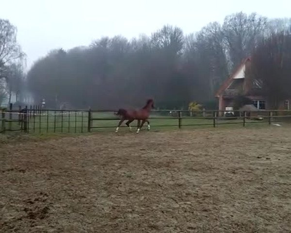 Video von De Sandero