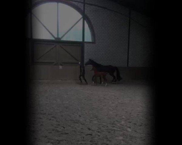 Video of Mauritz von Stein