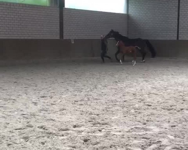 Video of Mauritz von Stein