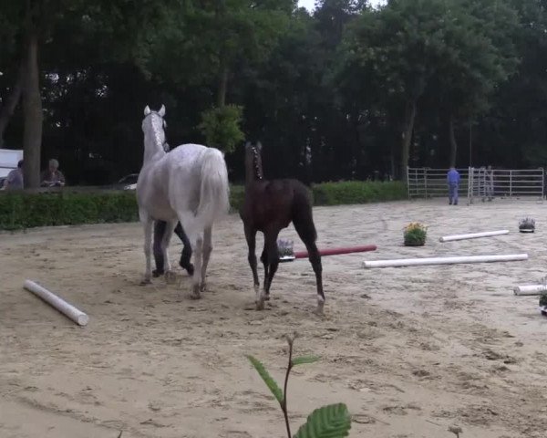 Video von Goldschatz