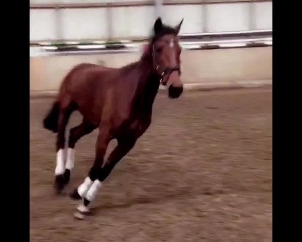 Video von For You