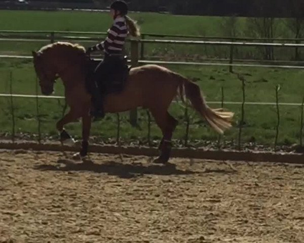 Video of Duke of W