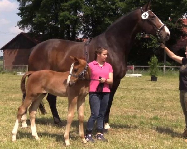 broodmare Ronja (Westphalian, 2001, from Rheingau)