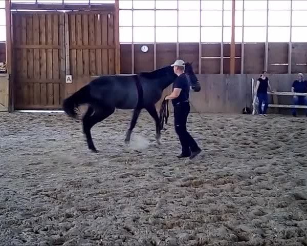 Video of Graziano Grey