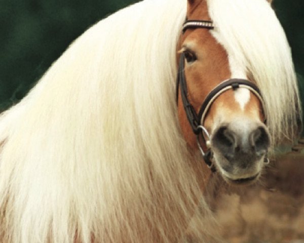 stallion Aaron-B (Haflinger, 1998, from Antinor)