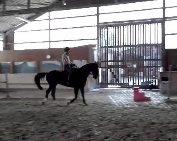 Video of Bongo