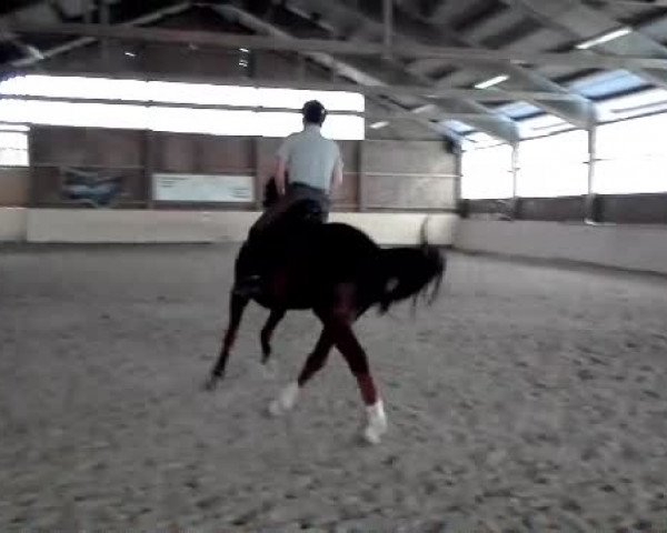 Video of Bongo