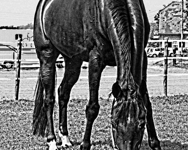 dressage horse Die oder Keine 12 (Westphalian, 2005, from De Niro)
