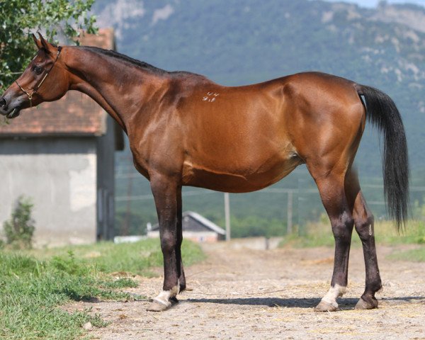broodmare Vendetta 1991 ox (Arabian purebred, 1991, from Naftalin 1977 ox)
