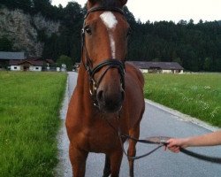 Springpferd Paloudor VO (Selle Français, 2003, von Baloubet du Rouet)