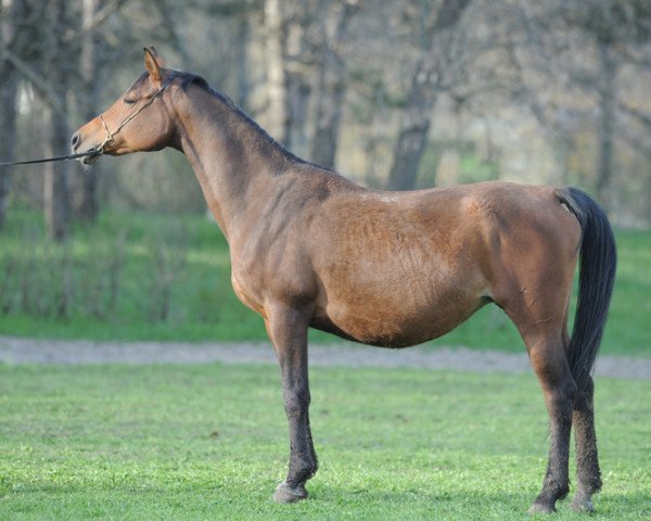 broodmare Venta 2004 ox (Arabian purebred, 2004, from Balaton 1982 ox)