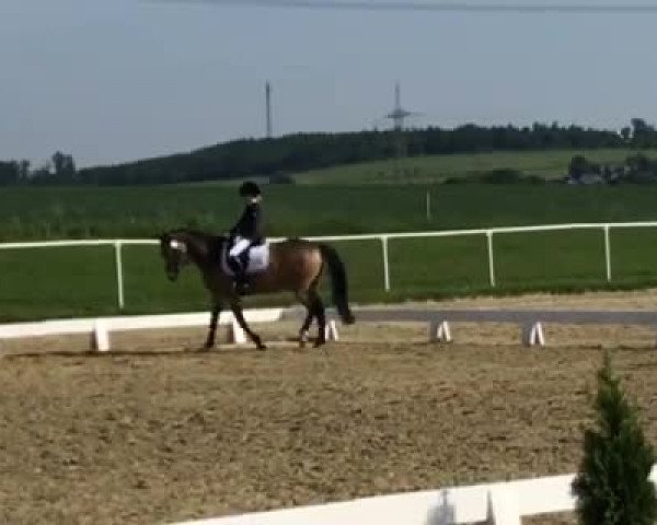 Reitturnier Brilon 2018