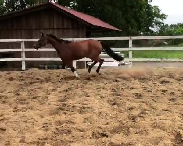 Video de Lady Bellini