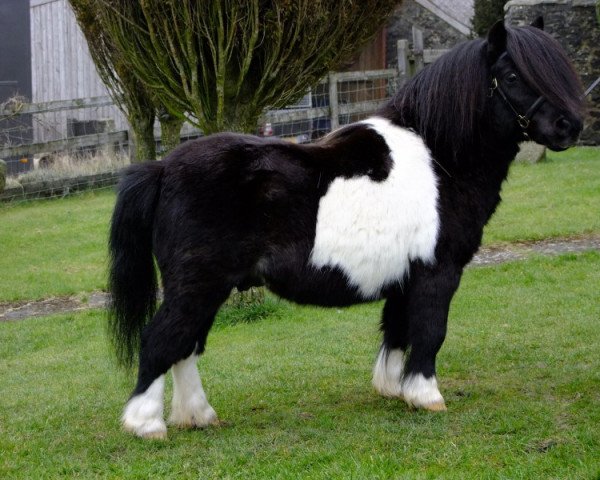 stallion Spriwa of Berry (Shetland pony (under 87 cm), 1996, from Ward of Houlland) stallion Spriwa of Berry (Shetland pony (under 87 cm), 1996, from Ward of Houlland)