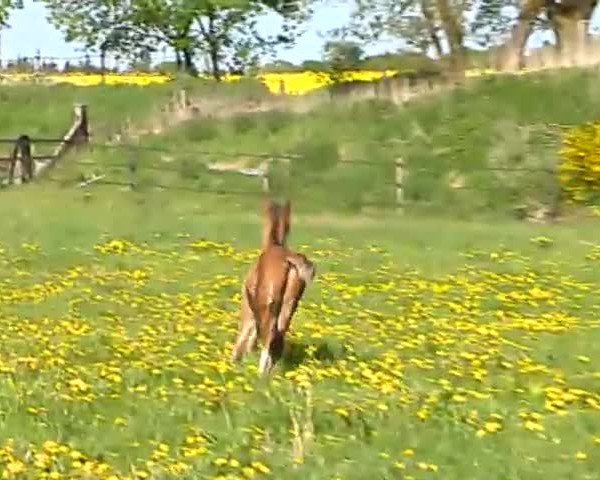 Video of Corrinaro