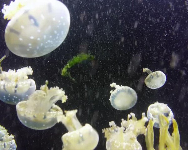 Video of Kelgerbaux 33