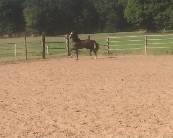 Video of Carlos 783