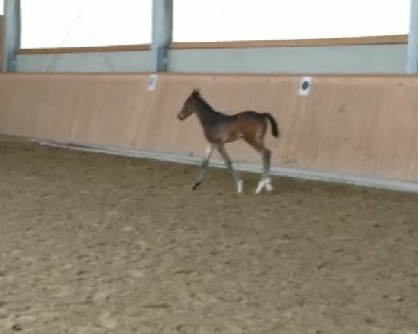 Video von Tolisso MJ