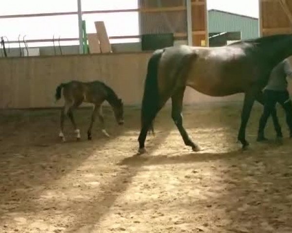 Video von Tolisso MJ