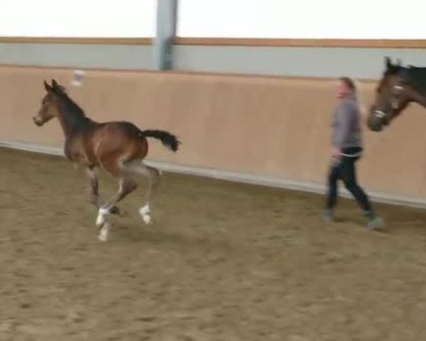 Video von Tolisso MJ