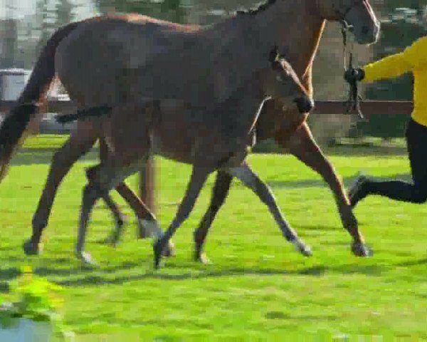 Video von Royal Bid N