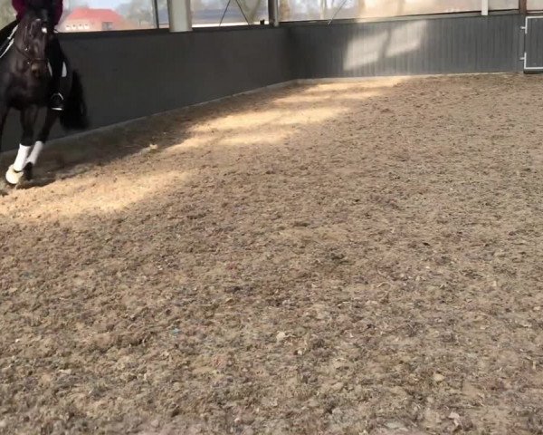 Video of Stedefreund 3