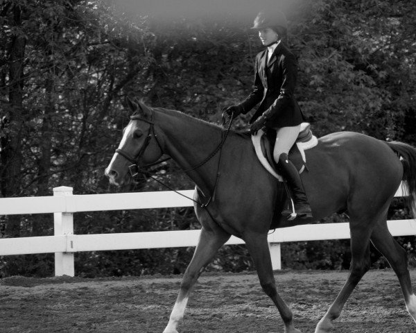 horse Lysco H (Rhinelander, 2002, from Lycos)