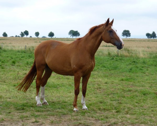 horse Avalon 107 (Hanoverian, 1993, from Akzent I) horse Avalon 107 (Hanoverian, 1993, from Akzent I)